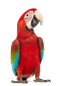 Green-winged Macaw, Ara chloropterus, in front of white background