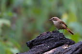 Grey bush chat after forest fires