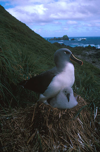 Greyheaded albatross Thalassarche chrysostoma at nest with chick Chatham Islands New Zealand
