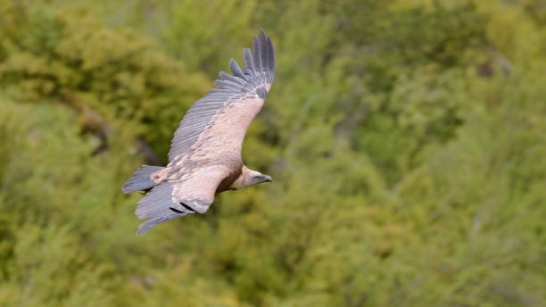 Griffon Vulture Gyps fulvus,Close-up of vulture of prey flying against trees