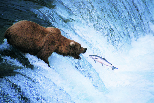 Grizzly Bear Feeds on a Jumping Salmon, Alaska