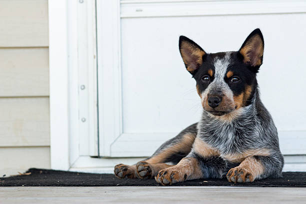 guard dog - australian cattle dogs stock pictures, royalty-free photos & images