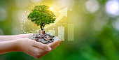 hand Coin tree The tree grows on the pile. Saving money for the future. Investment Ideas and Business Growth. Green background with bokeh sun