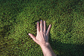 A hand touches a green forest moss. Point of view. Sunlight