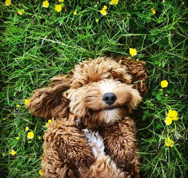 happy dog - beautiful dog stock pictures, royalty-free photos & images
