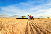 Harvesting machine approaching wheat