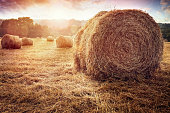 Hay bales in golden field at sunset