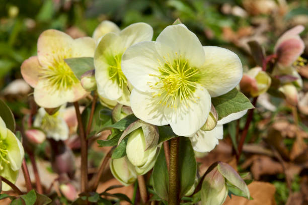 Helleborus flowers in early spring