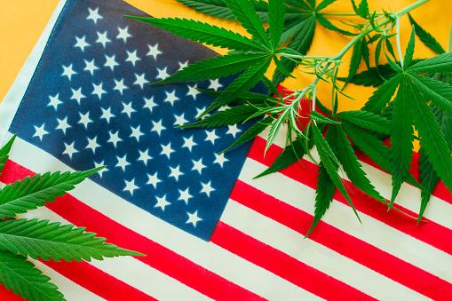 hemp leaves on the background of the American flag