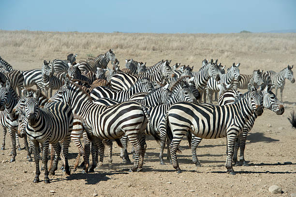 herd of burchells zebras in serengeti national park tanzania picture id452260346?k=20&m=452260346&s=612x612&w=0&h=7JHwDmwbPdArDjthPttcxk6GT7ZmO sonw