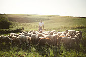 Herd of sheep's in summer