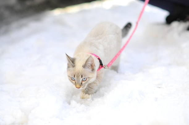High angle view of cat on snow