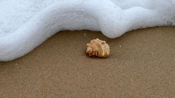 High angle view of seashell on sand at beach,Egypt