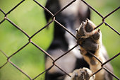 Homeless dog behind bars. Animal sanctuary.