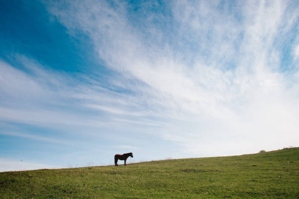 Horse standing on green field on horizon
