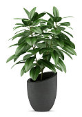 houseplant in black pot isolated on white background