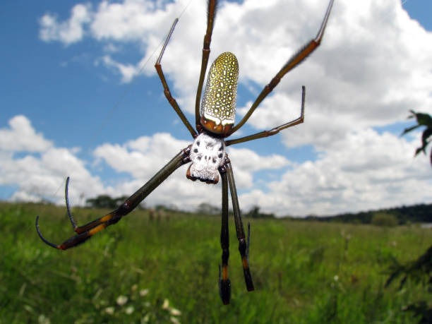 Huge golden orb-web spider on a pasture landscape