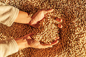 Human hands with soy harvest. Handful of grains