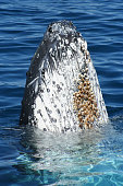 Humpback Whale covered in barnacles