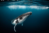 Humpback whale playfully swimming in clear blue ocean