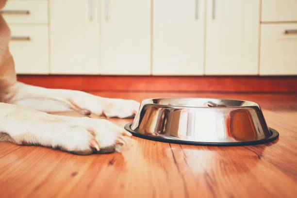 hungry dog waiting for feeding - pet bowl stock pictures, royalty-free photos & images