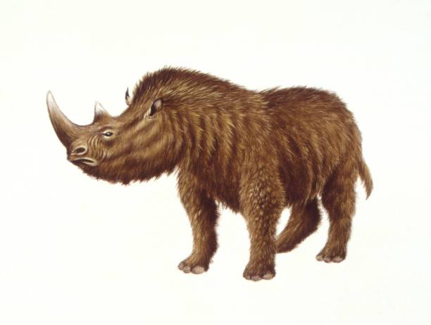 Illustration of Woolly Rhinoceros