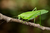 Image of green bush-cricket long horned grasshopper on brown branch. Insect. Animal.
