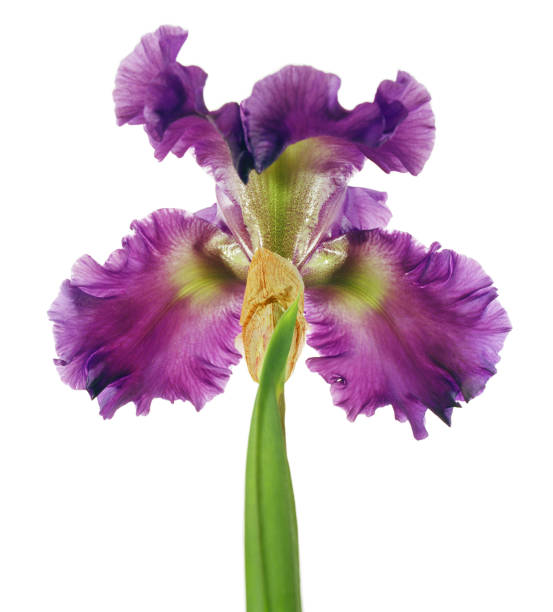 Iris ‘St. Louis Blues‘, Iris barbata, Bearded Iris