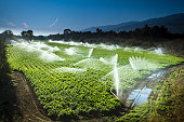 Irrigation sprinkler watering crops on fertile farm land
