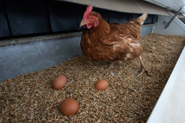 DEU: Keeping Chickens In Mobile Houses
