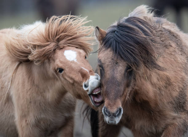 DEU: Icelandic Horses In Taunus