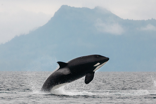 Jumping Orca in Prince William Sound, Alaska #7
