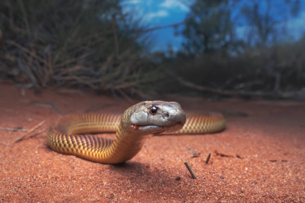 juvenile king brown/mulga snake (pseudechis australis) near spinifex vegetation - snake stock pictures, royalty-free photos & images