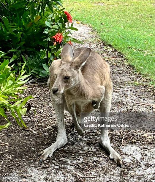 kangaroo front view