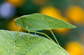 Katydid (Leaf Bug) on Grape Leaf