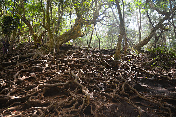 kodaikanal - banyan tree stock pictures, royalty-free photos & images