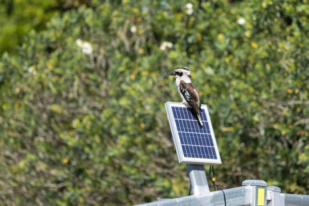 birds under solar panels