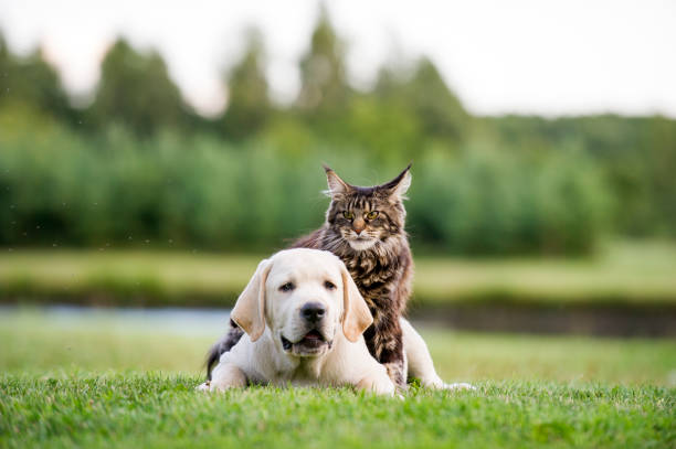 Free Dog Cat Stock Photos And Royalty Free Images Page 4