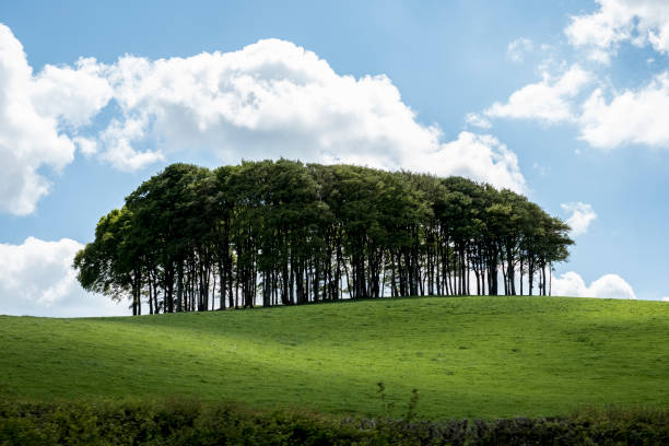 A copse