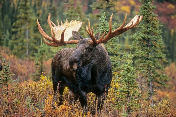 large bull moose - moose stock pictures, royalty-free photos & images