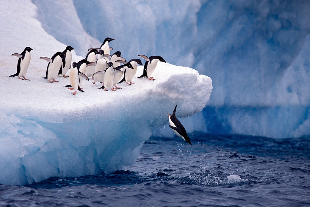 Penguins Jumping in Water