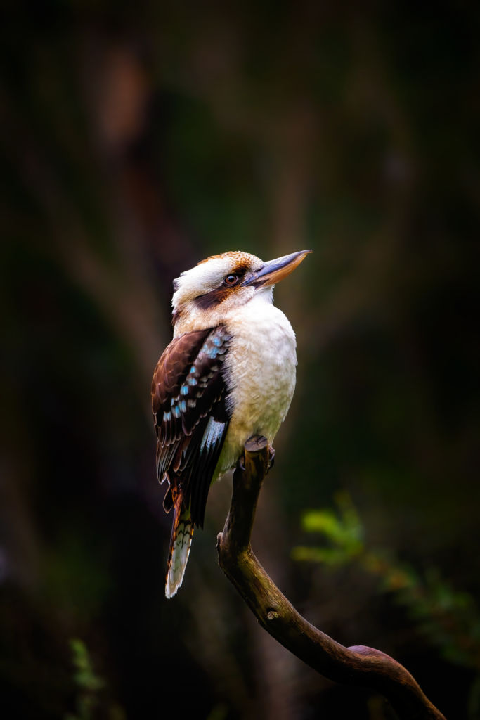 Laughing Kookaburra