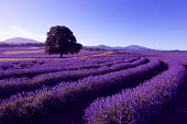 Lavender Farm at Nabowla, Tasmania, Australia