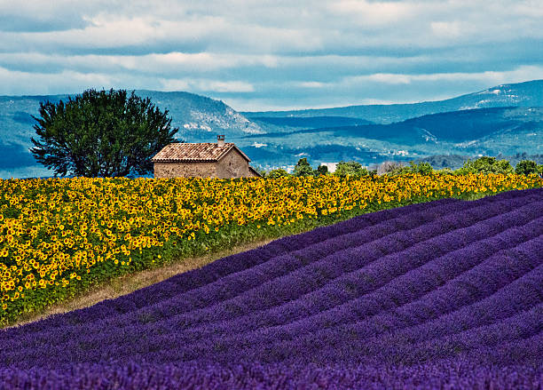 lavender meets sunflowers south of france - provence lavender stock pictures, royalty-free photos & images