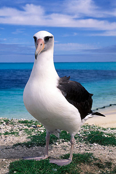 laysan albatross, diomedea immutabilis, midway atoll, northwestern hawaiian islands, hawaii - albatross stock pictures, royalty-free photos & images
