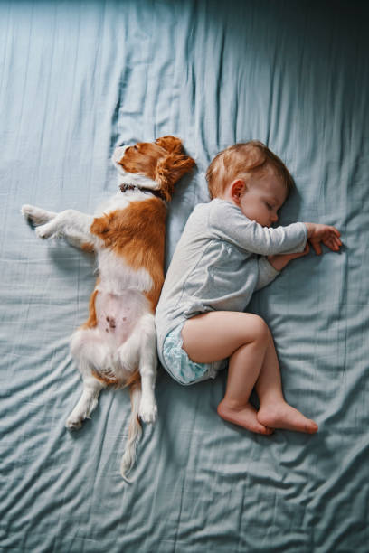 lazy mornings at home - beautiful dog stock pictures, royalty-free photos & images
