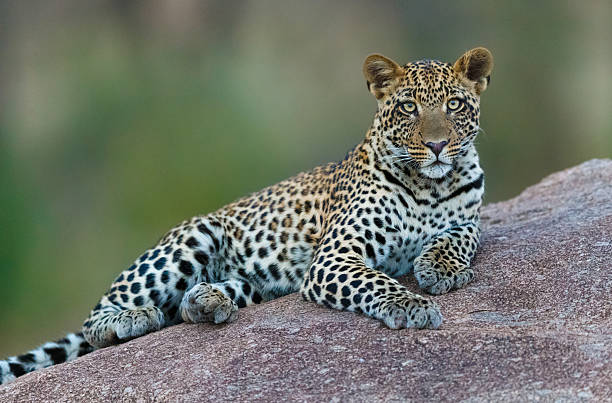 Was es vorm Bestellen die Bild leopard zu analysieren gilt