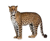leopard, Panthera pardus, standing,side view, studio shot