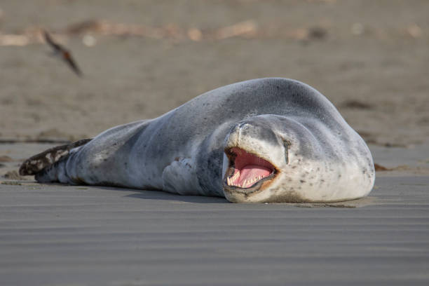 Leopard seal yawns while resting on Sumner beach in Christchurch, New Zealand on September 02, 2021. Leopard seals are usually found on Antarctic...