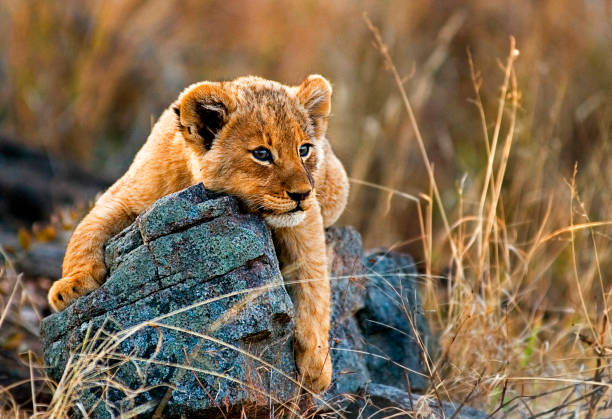 Bilder afrika tiere - Der TOP-Favorit unserer Produkttester